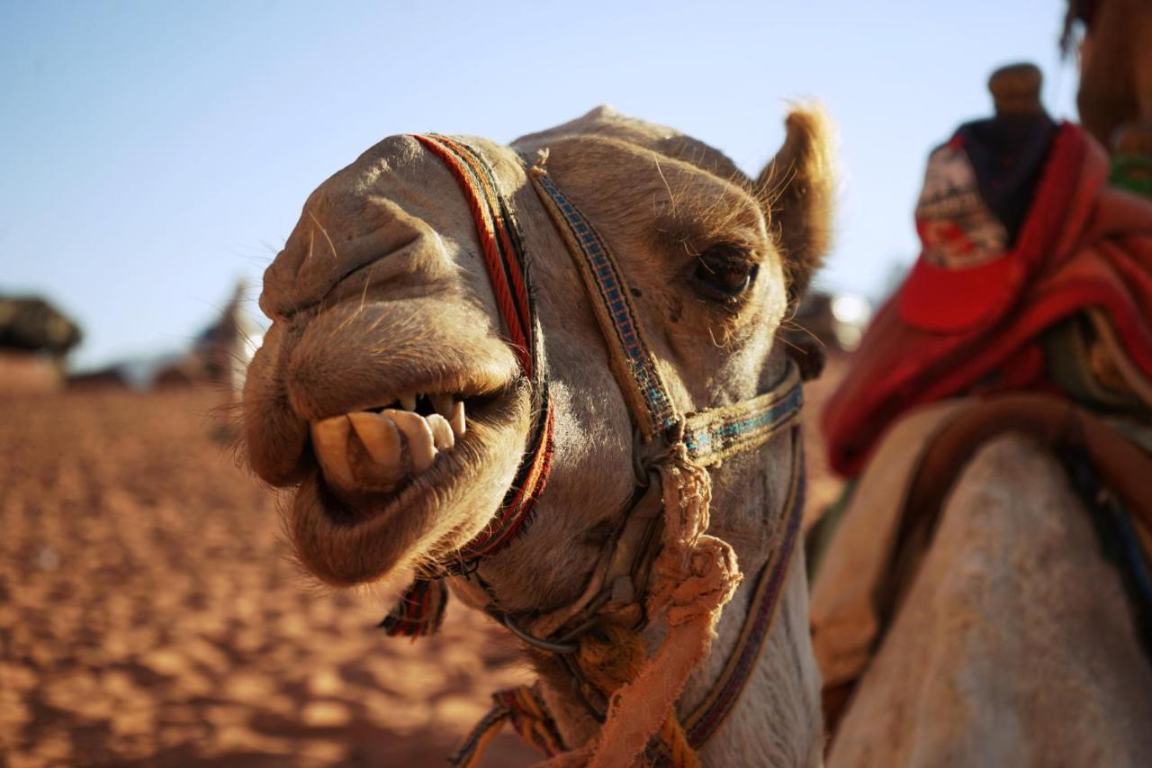 Salman Zwaidh Camp Wadi Rum